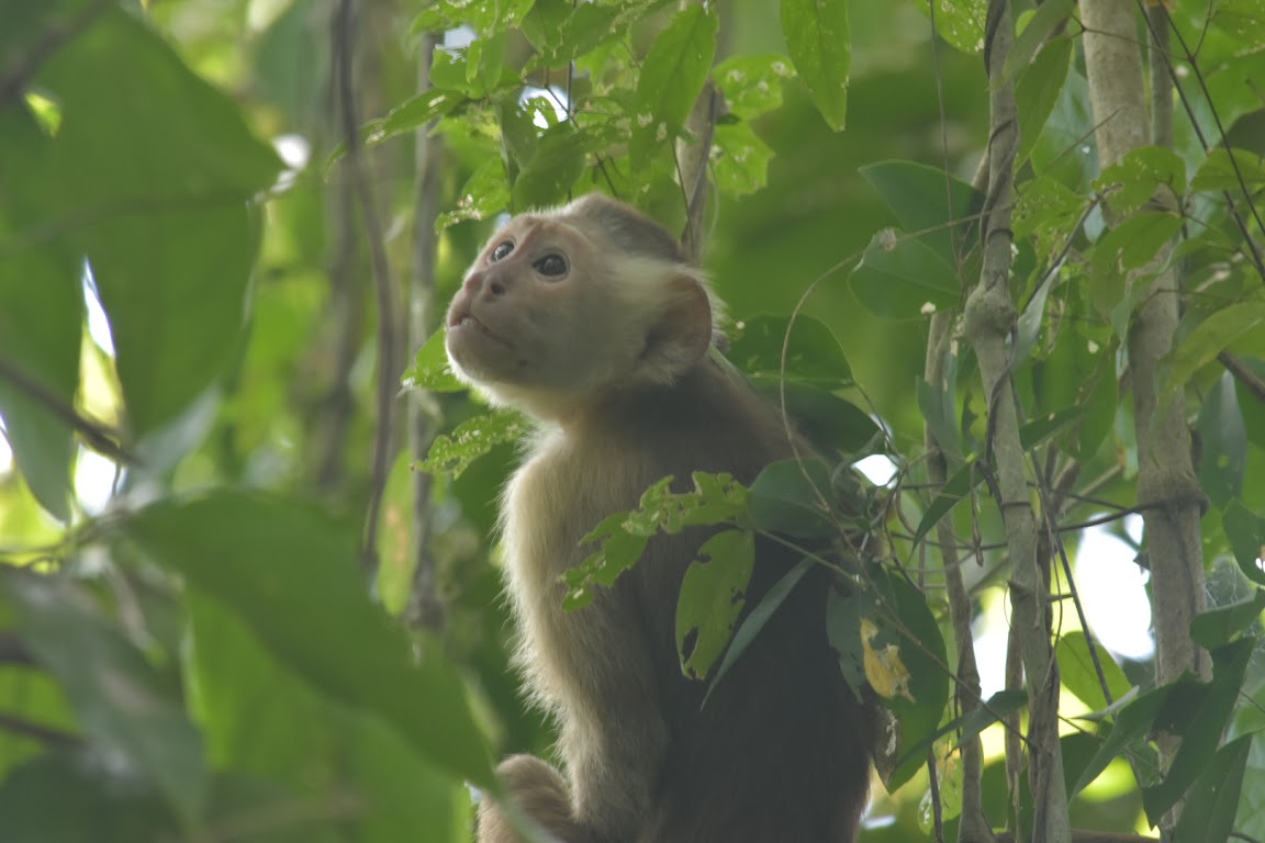 Is Tayrona Worth Visiting For Wildlife And Nature Yes Shoestring