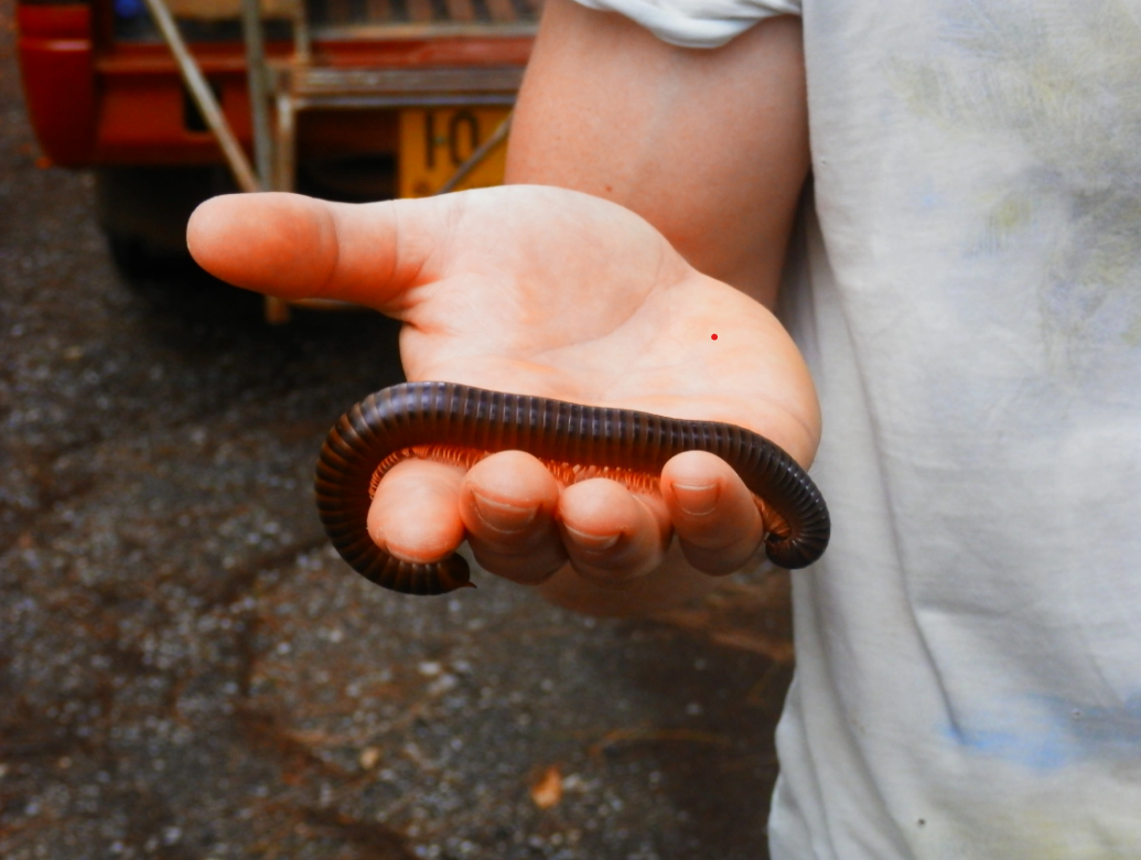 Millipede on a person's hand