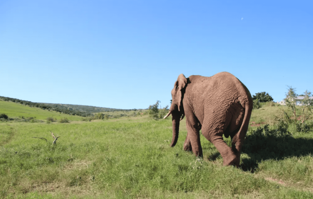 An elephant walking down a path