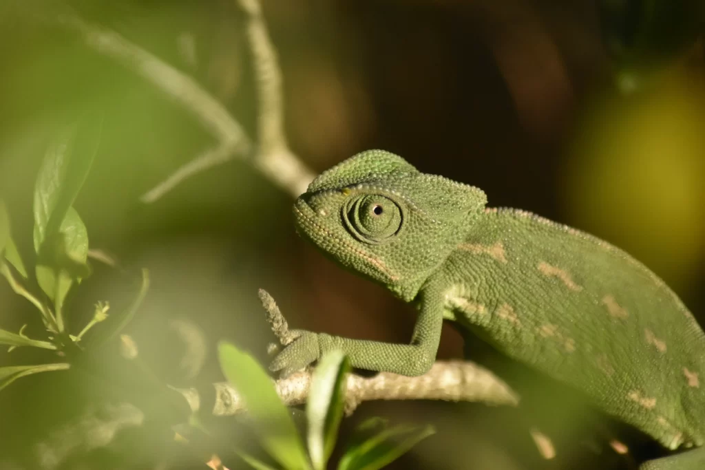 A chameleon climbing through the bushes