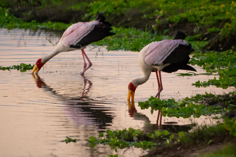 Two cranes in Gorongosa's wetlands