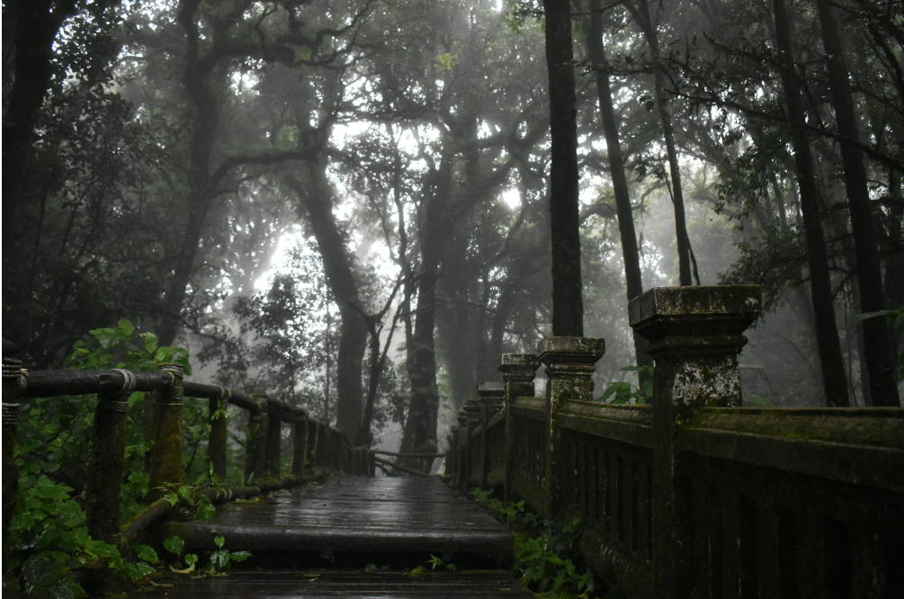 A misty forest in Doi Inthanon