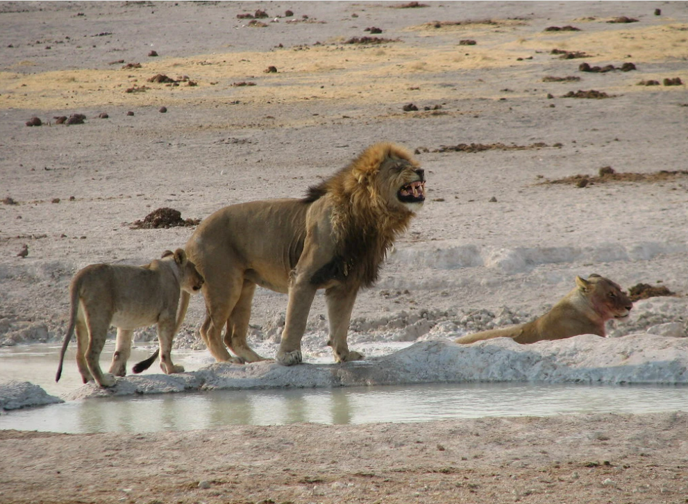 A pride of lions by a waterhole