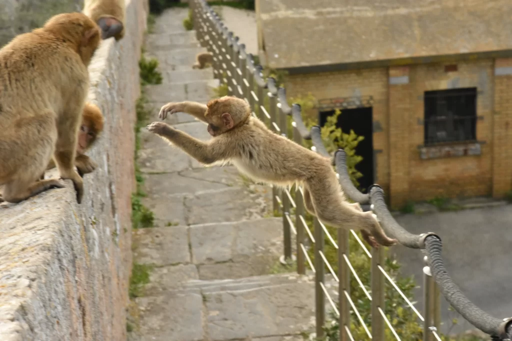 Barbary macaque jumping across the path