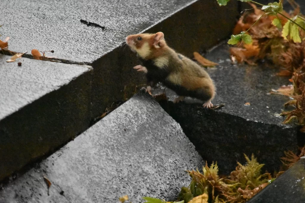 A hamster climbing among the gravestones