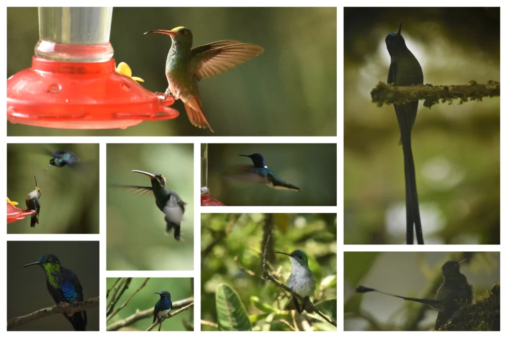 various types of hummingbirds in different colours