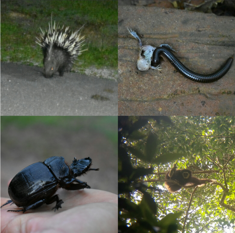 A collage of Khao Yai's wildlife, featuring: a porcupine, a millipede, a large beetle and a gibbon