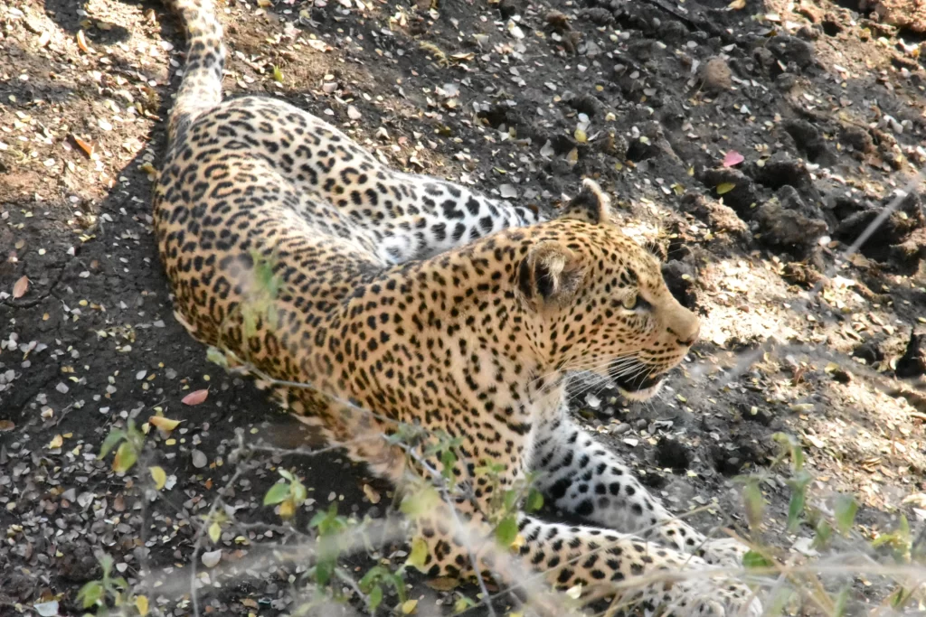 A leopard in Kruger