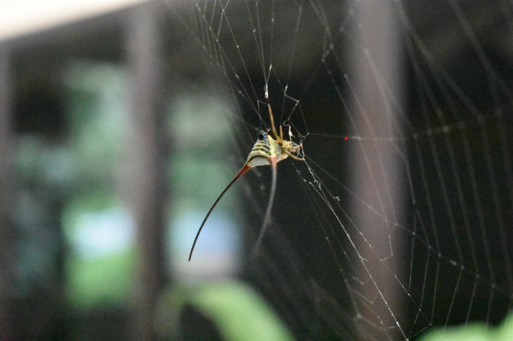 Long-horned spider on a web