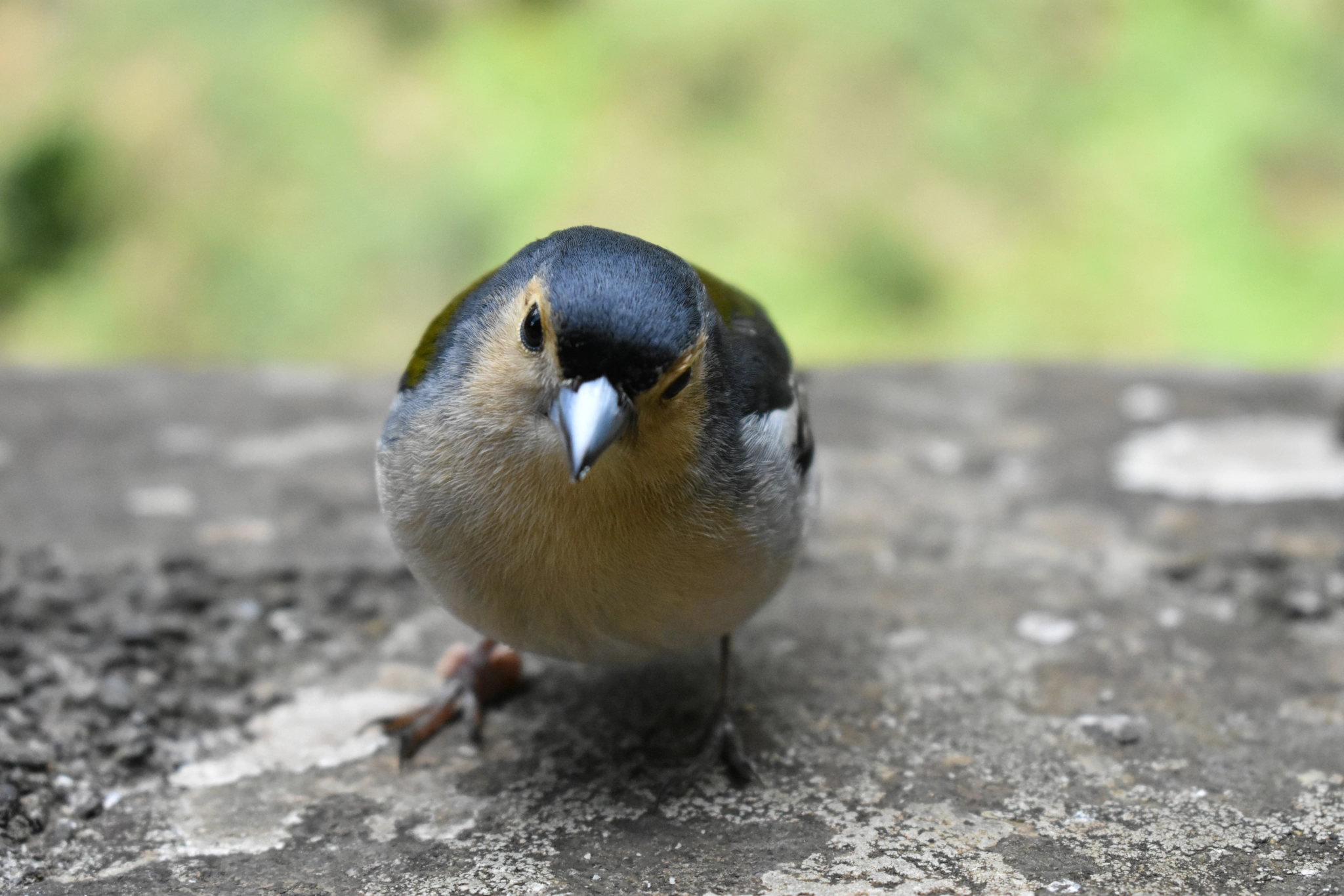 A Madeiran chaffinch staring at the camera