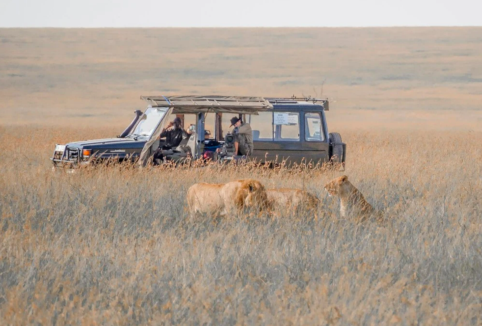 Lions in front of a safari jeep in the Maasai Mara