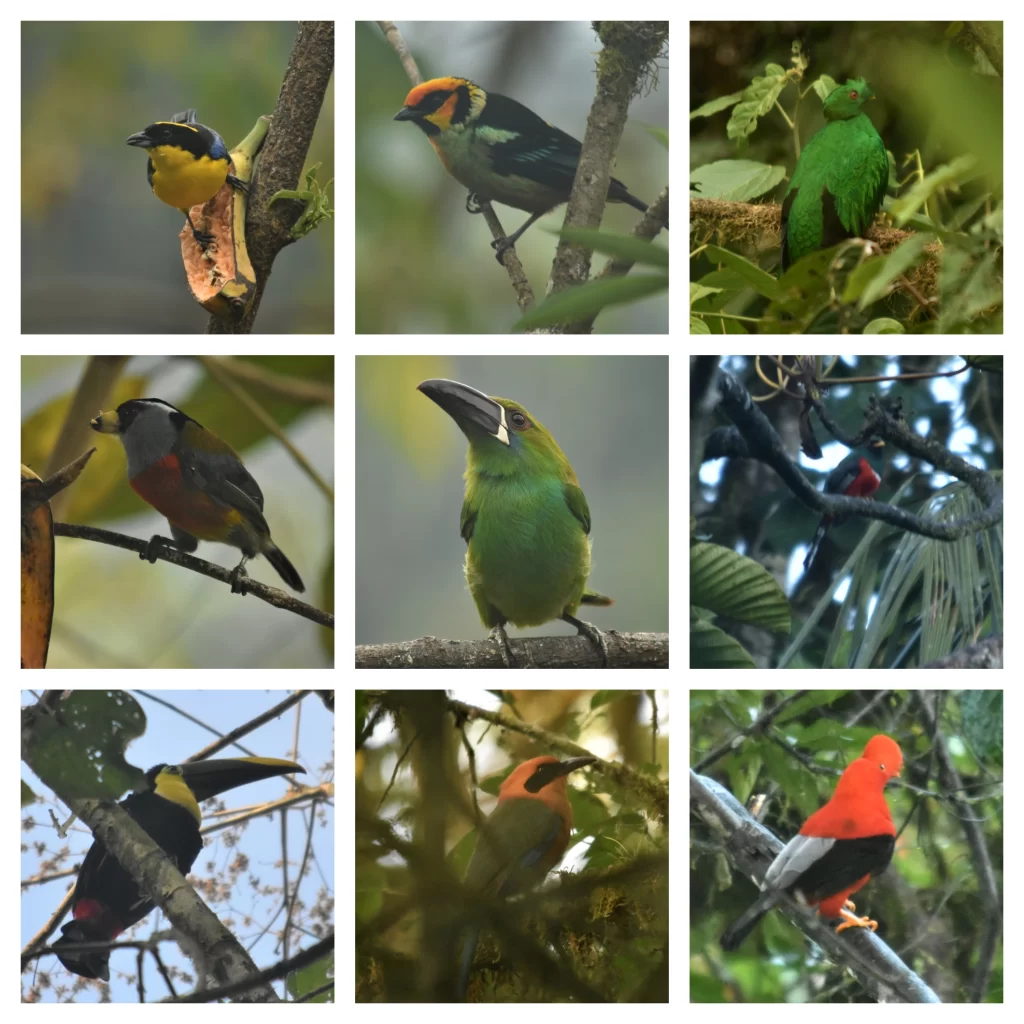 A collage of Mindo's birds, with tanagers, quetzal, toucanet, toucan and cock of the rock.