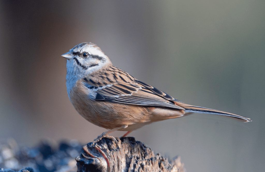 A rock bunting perched on a log