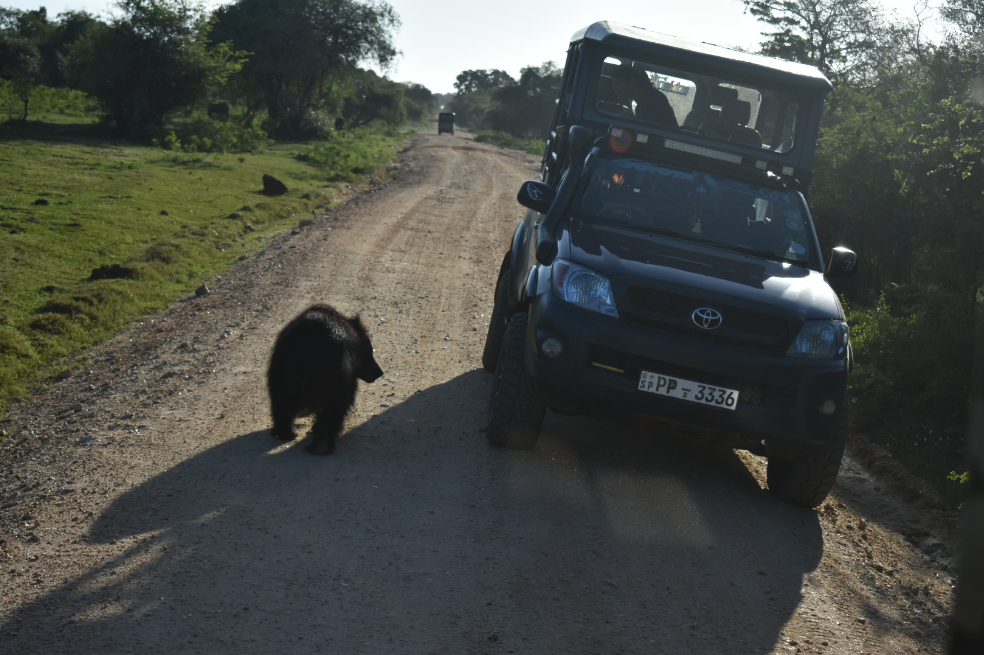 Sloth bear walking by a jeep