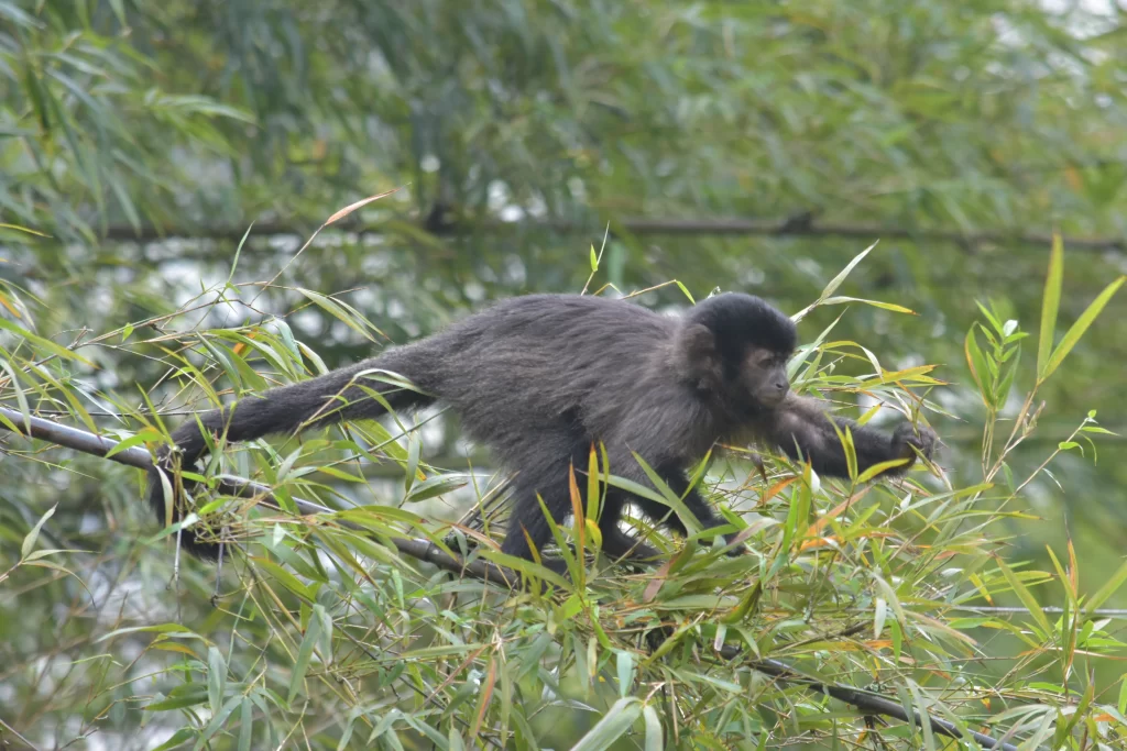 A monkey eating bamboo leaves