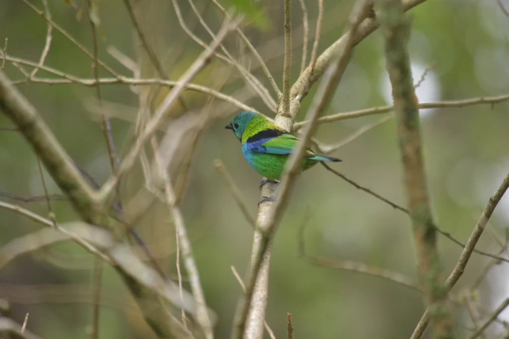 A tanager, one of the birds that can be found here