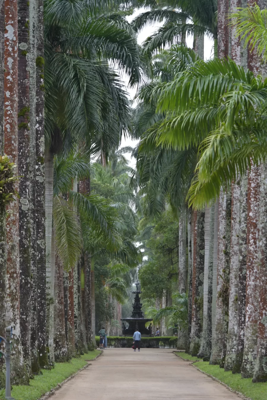 The botanical gardens' famous avenue of palm trees with a fountain in the centre