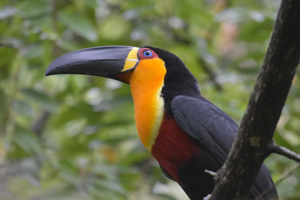 One of the toucans