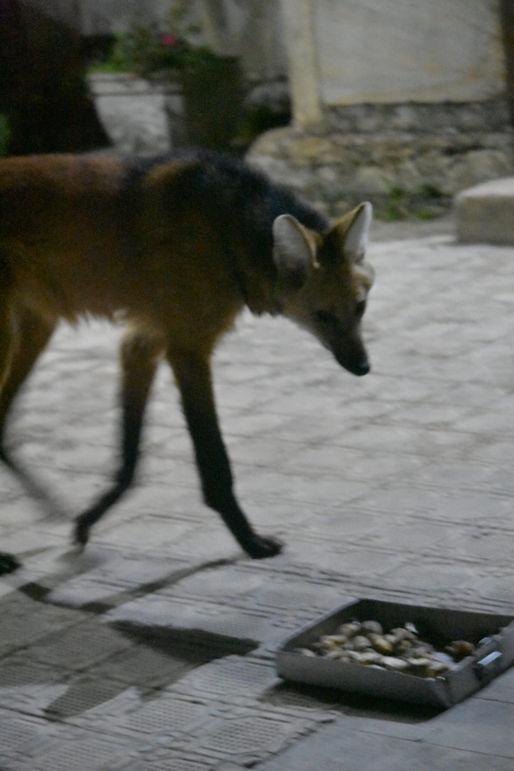 A maned wolf approaches the tray