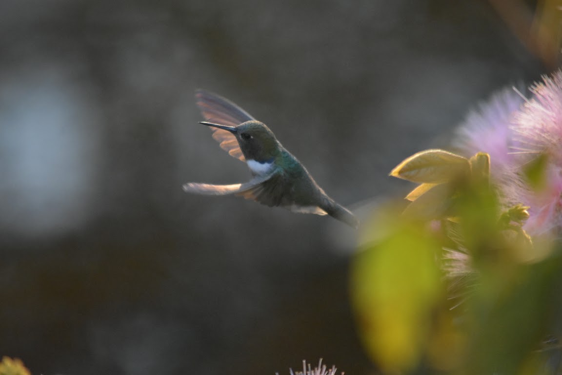 A hummingbird flying
