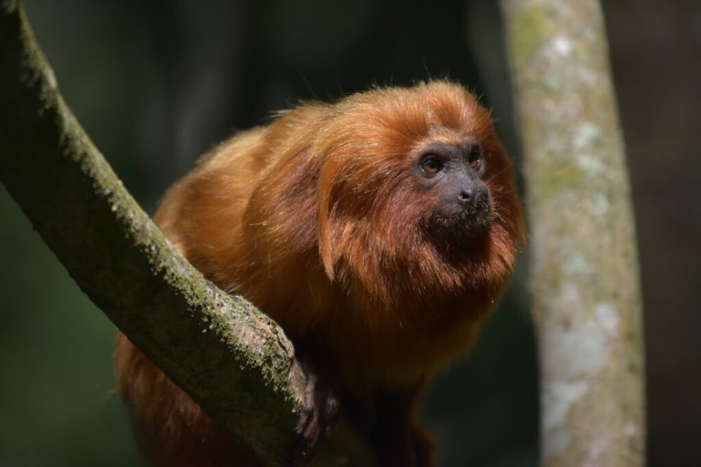 A golden lion tamarin looking to the side of the camera
