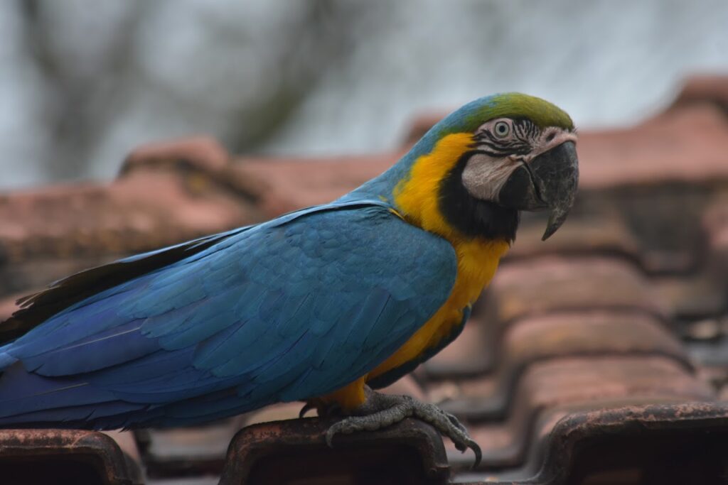 A blue and yellow macaw sitting on a roof