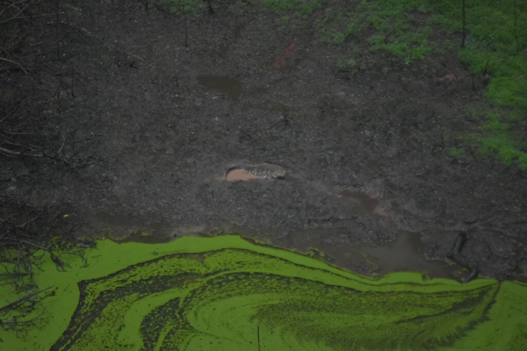 The caiman at the bottom of Buraco das Araras