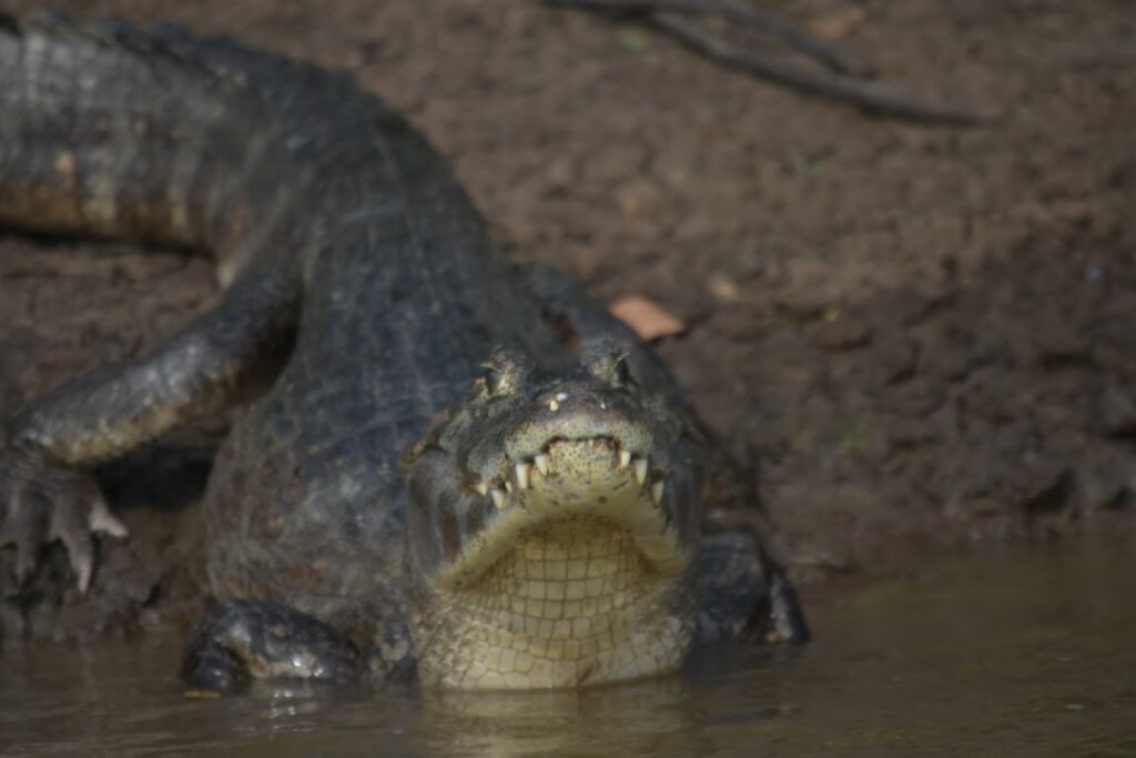 A caiman resting on a river bank
