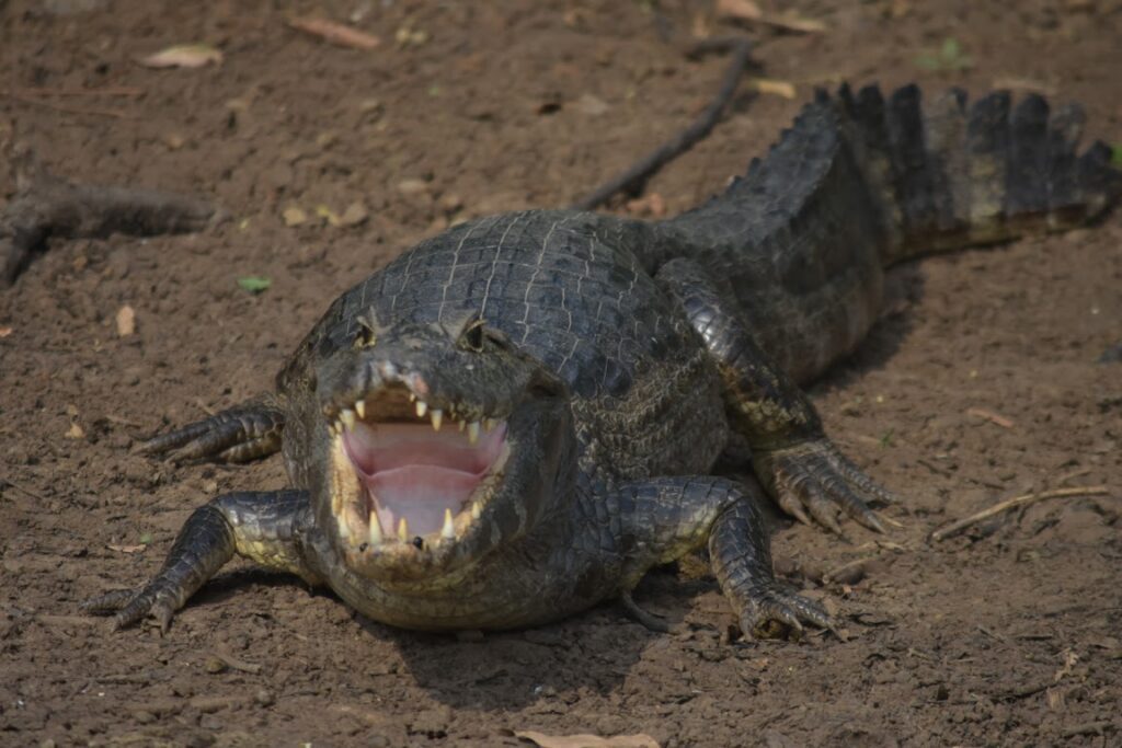 A caiman with its mouth open