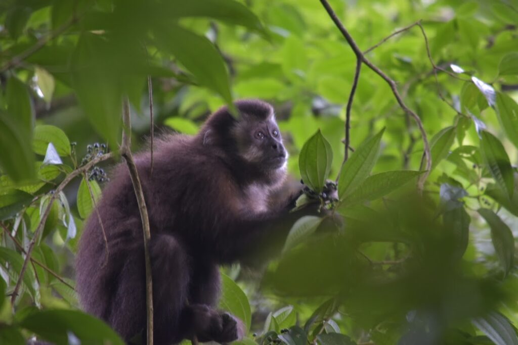 A capuchin monkey looking upwards while feeding