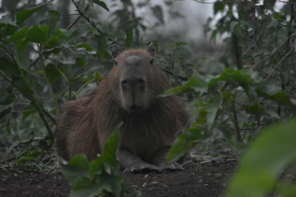 An eye-level shot of a capybara