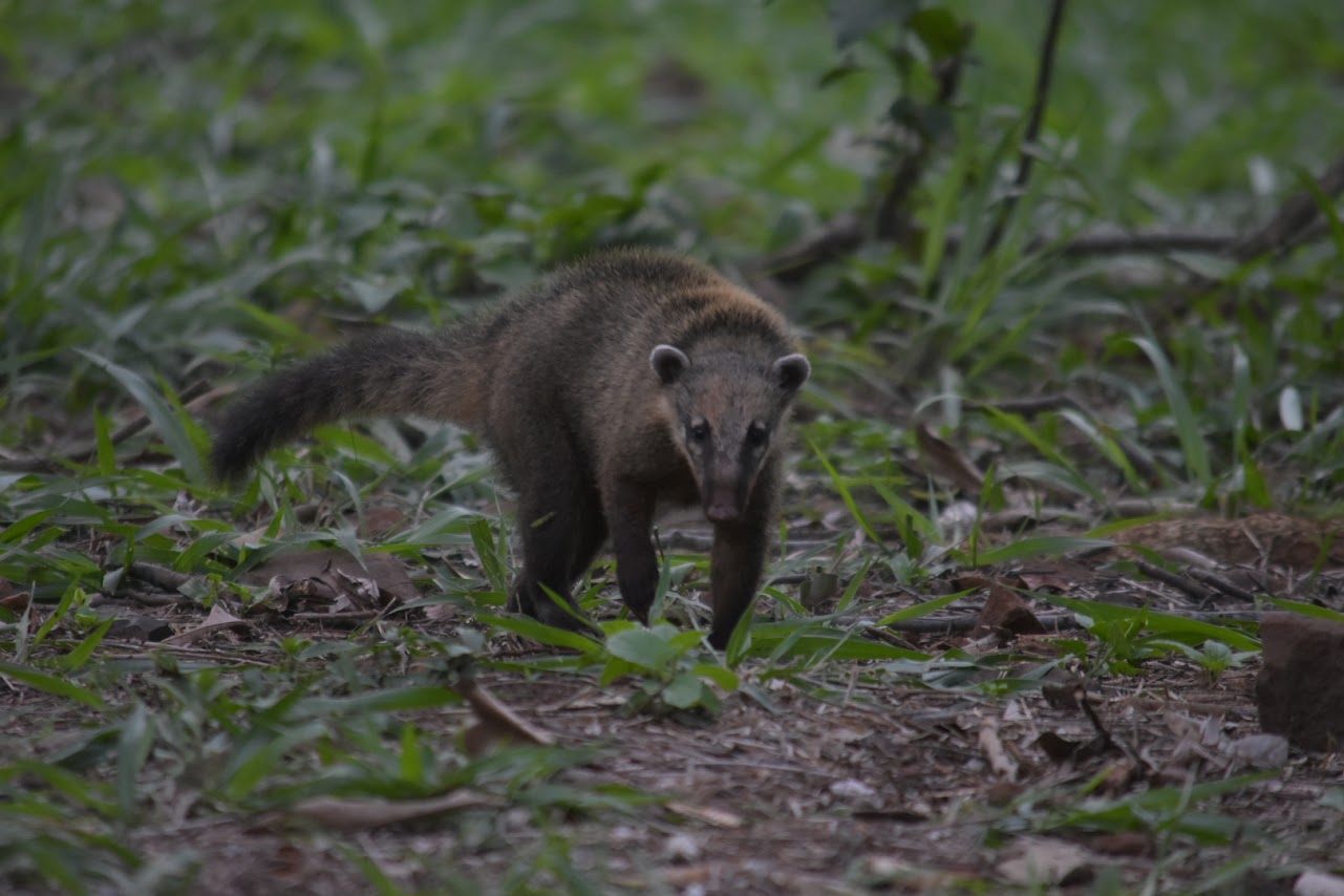 6 Iguazu Falls animals you can spot there (+ A Budget Travel Guide)