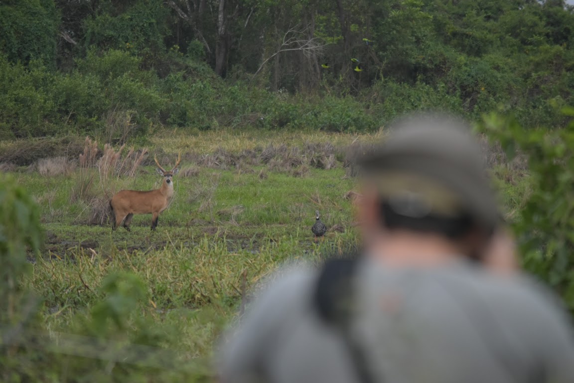 A man taking a photo of a deer