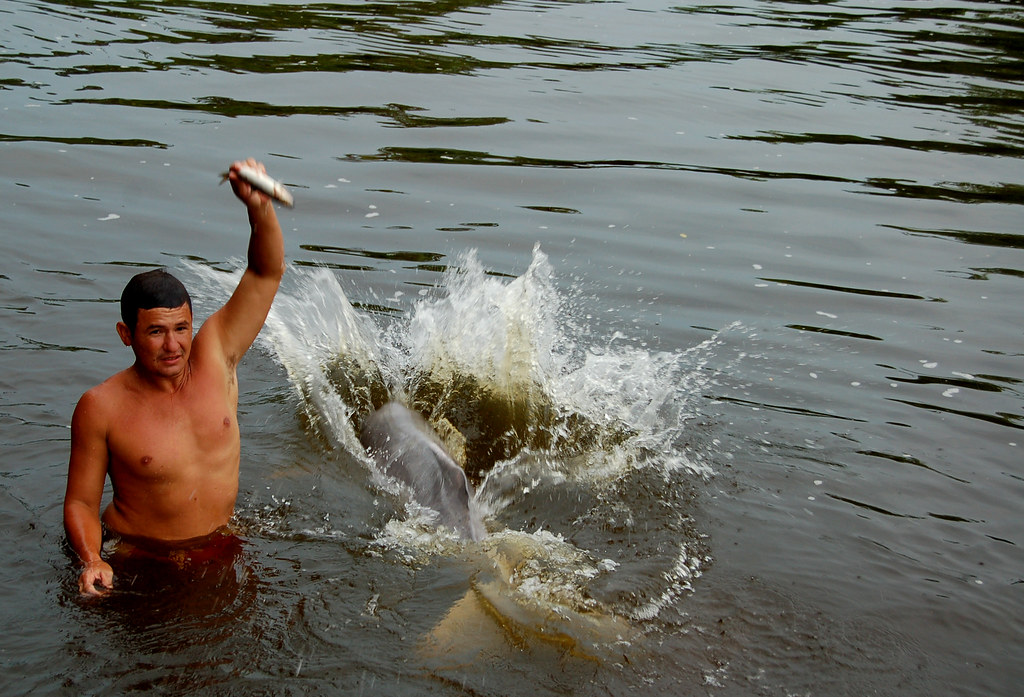 A man feeding fish to an Amazon river dolphin