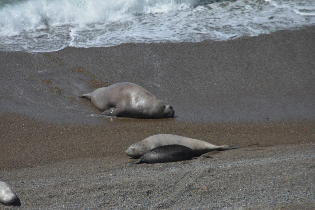 A male, female and baby elephant seal on a beach