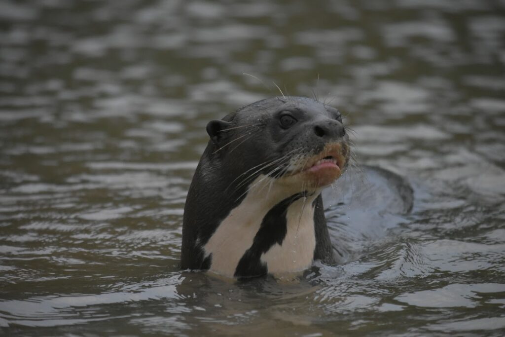 A giant otter with its head and back above the water