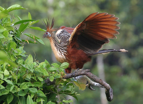A hoatzin flapping its wings
