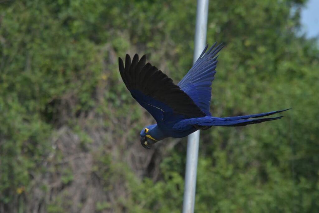 A hyacinth macaw in flight