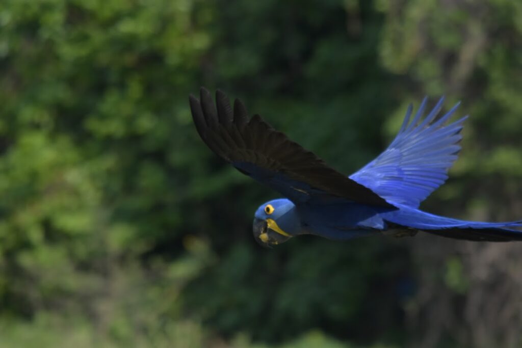 A hyacinth macaw flying away