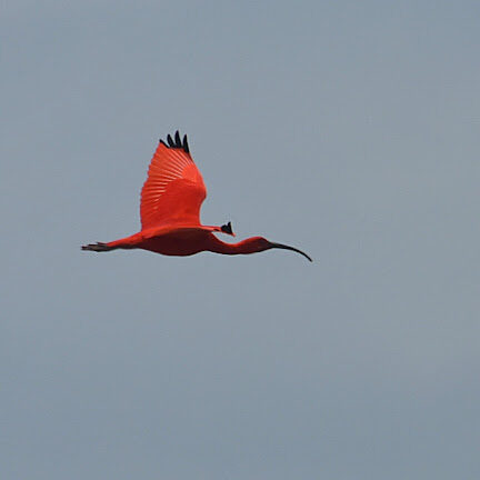 A scarlet ibis flying