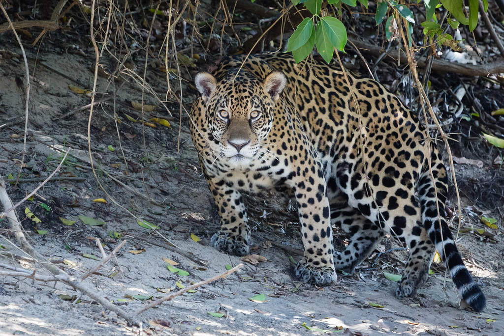 A jaguar in the Pantanal looking at the camera