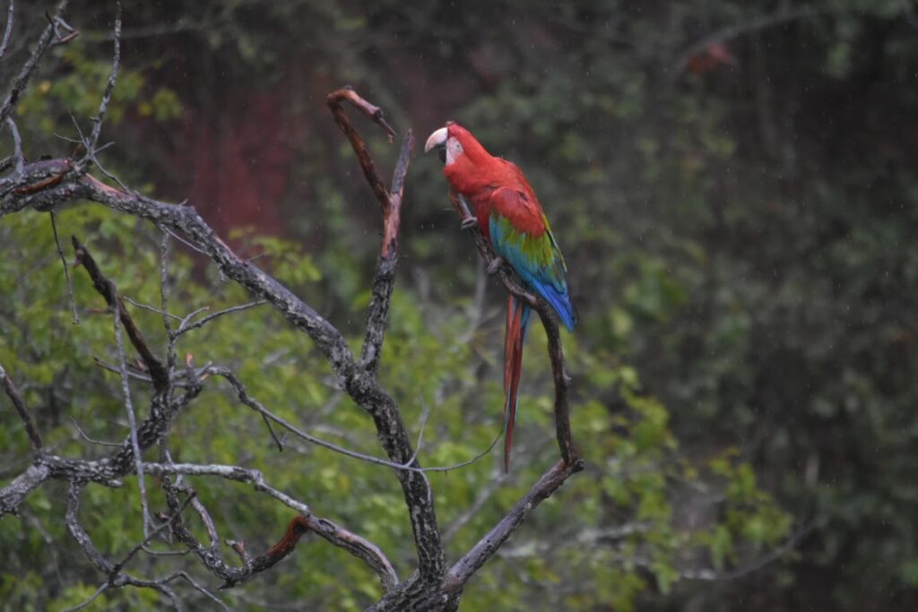 A scarlet macaw on a tree in the rain