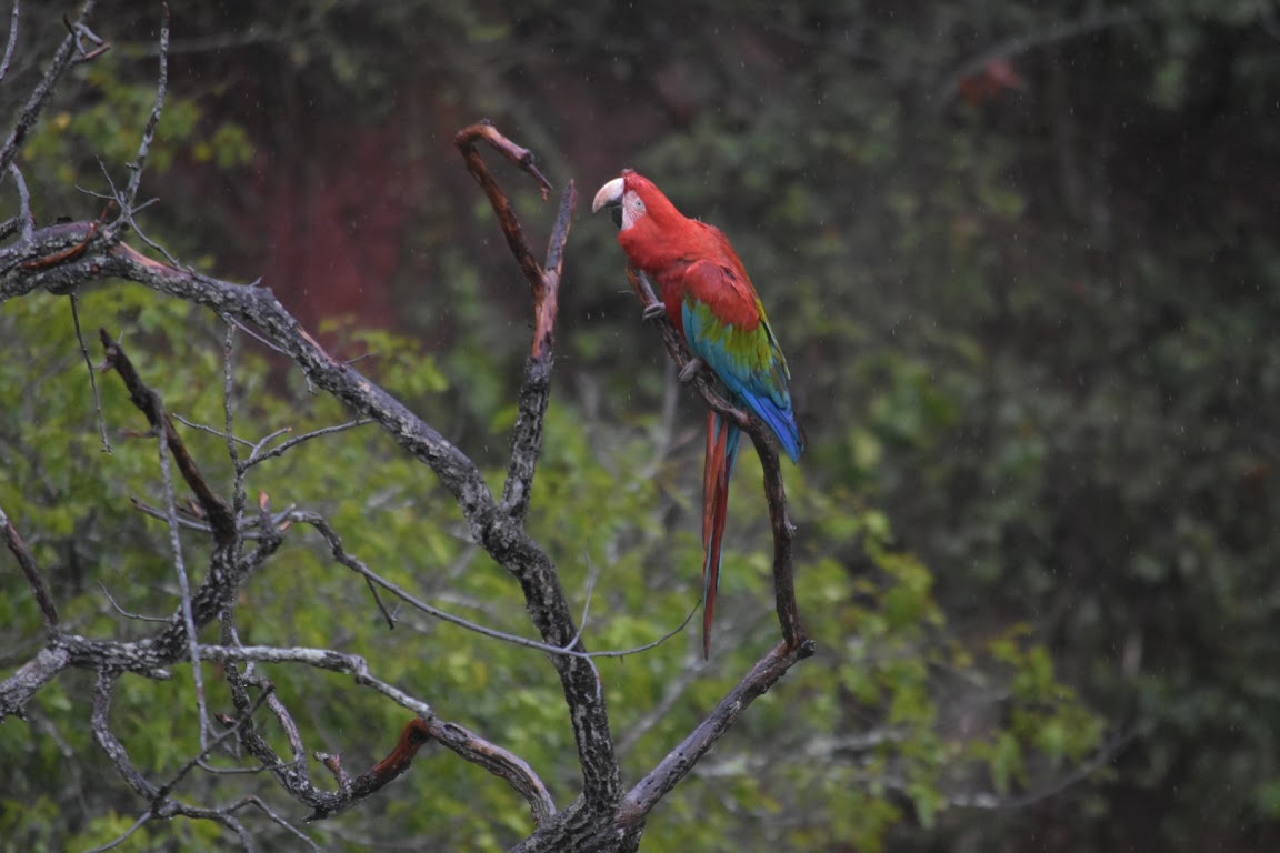 A macaw in Buraco das Araras perched on a tree