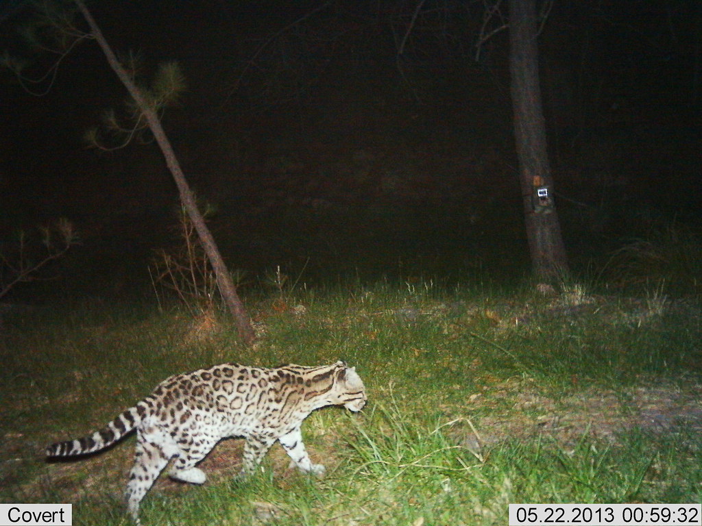 A camera trap image of an ocelot