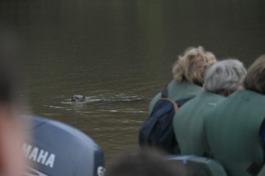 A giant otter swimming by one of Pantanal Jungle Lodge's boats