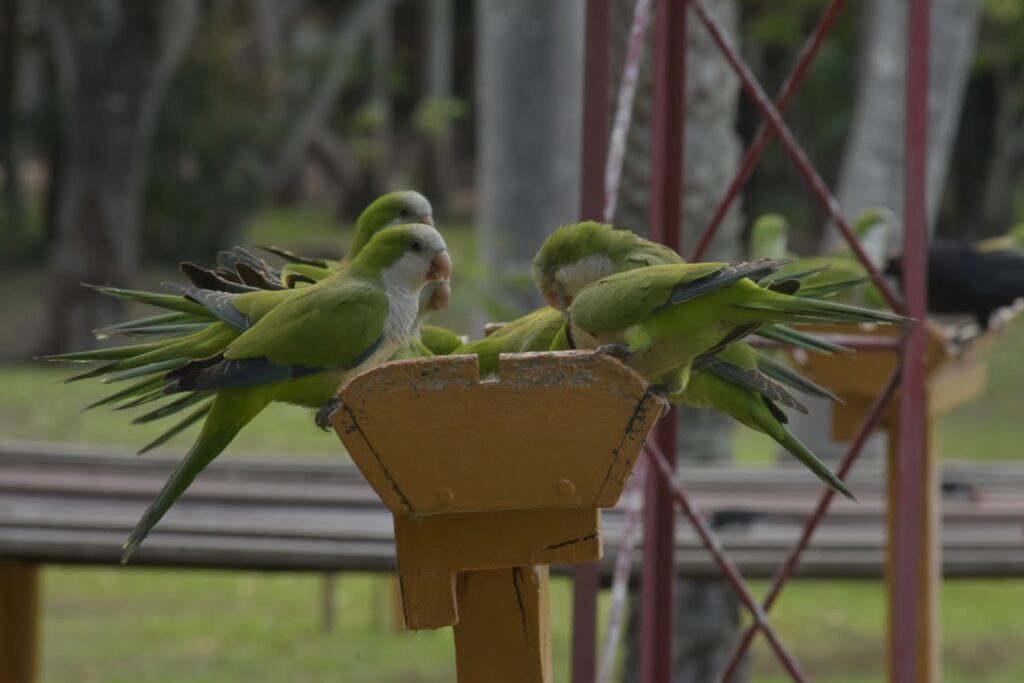 Parakeets in Pantanal Jungle Lodge's feeders