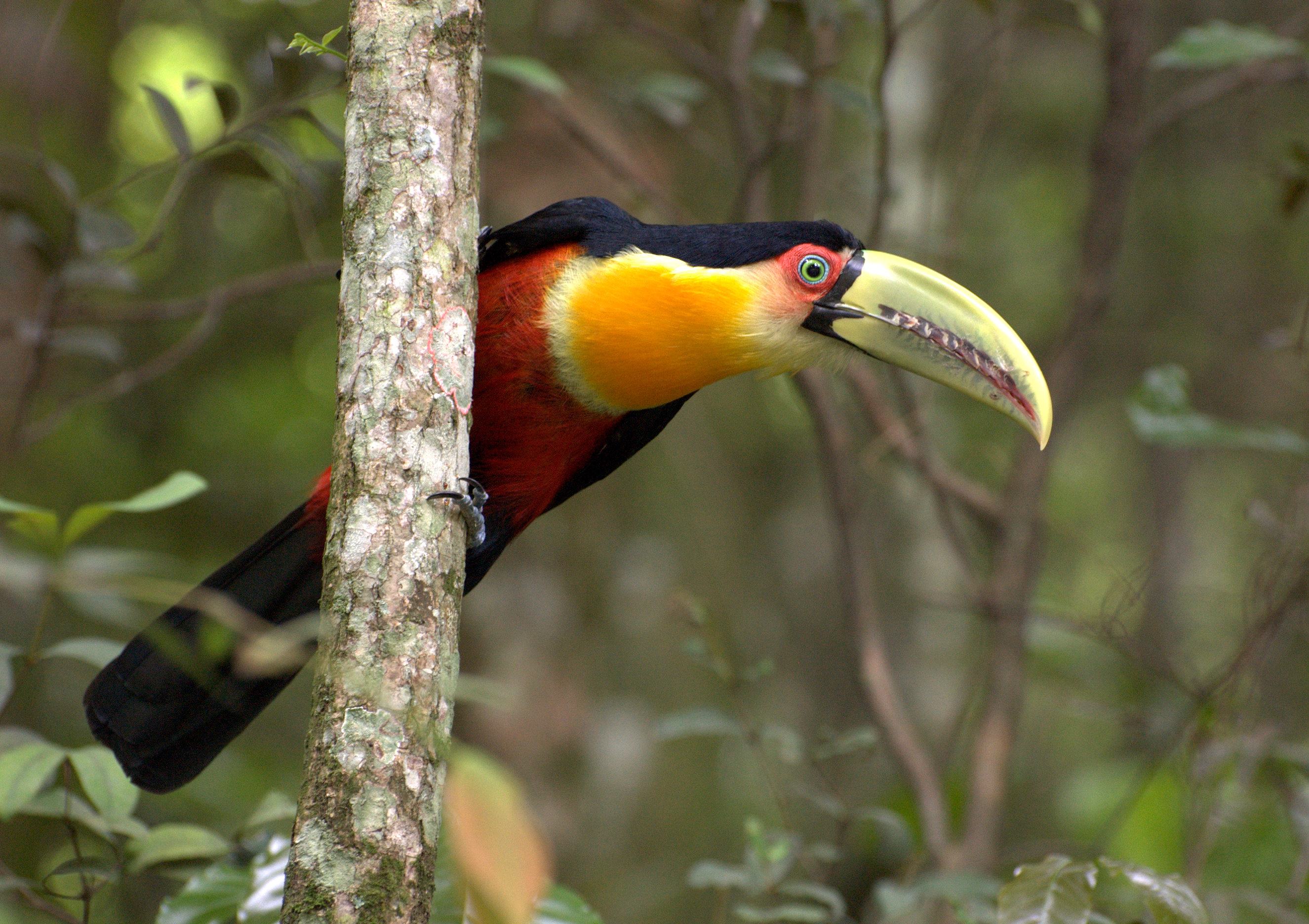 Red-breasted toucan
