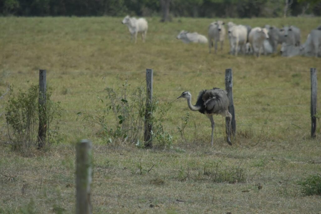 A rhea wandering through a field with cows in the background
