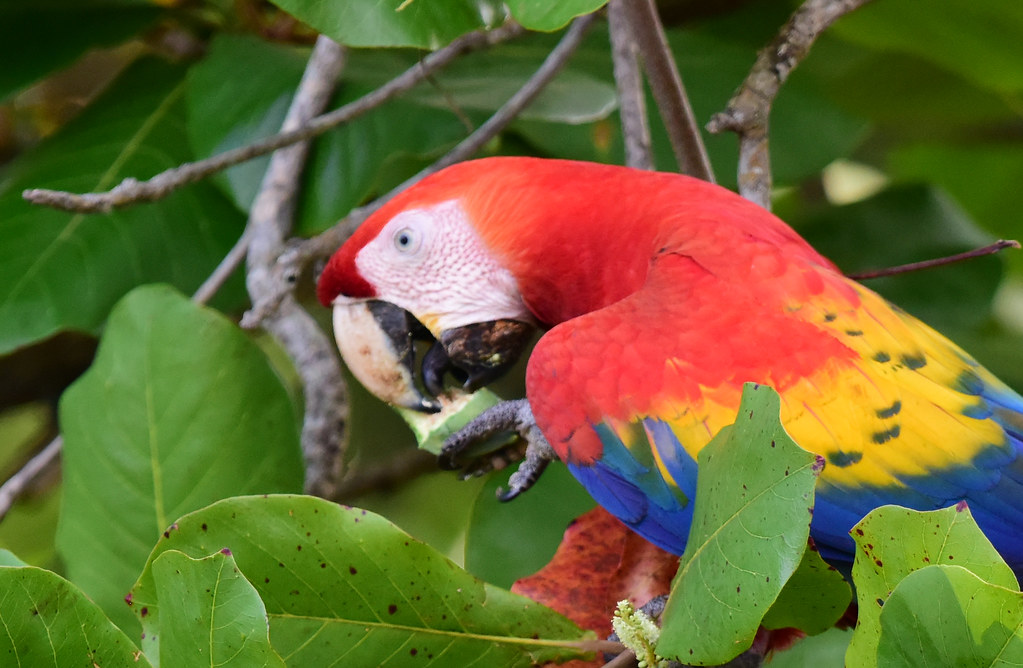 A scarlet macaw eating a fruit
