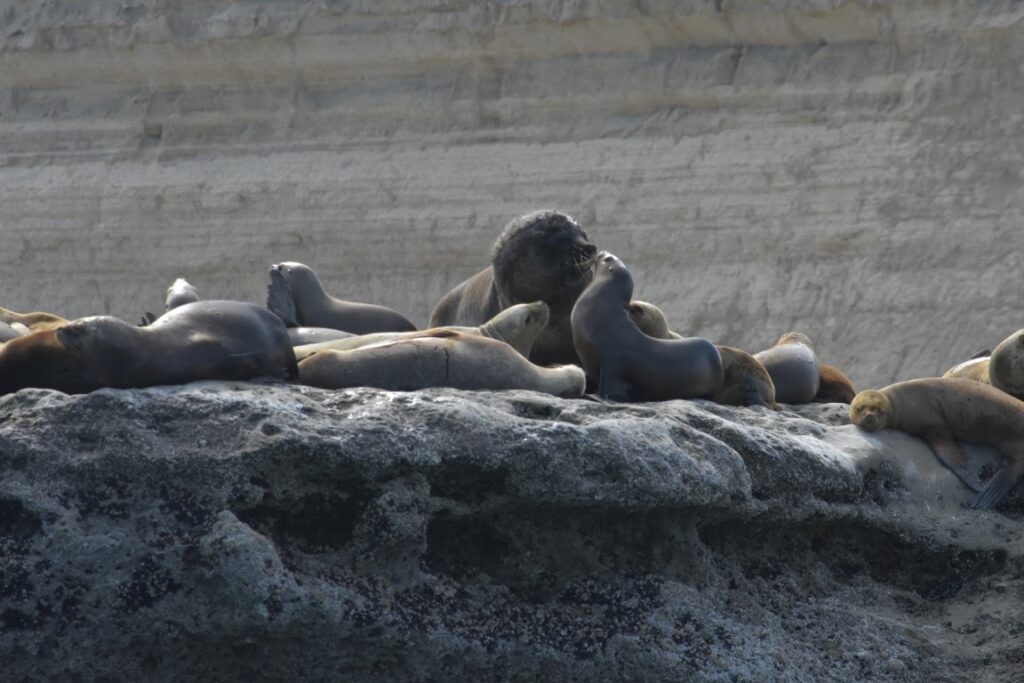 A colony of sea lions off Patagonia's coast